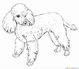Poodle Poodles Caniche Perros Supercoloring Markings sketch template