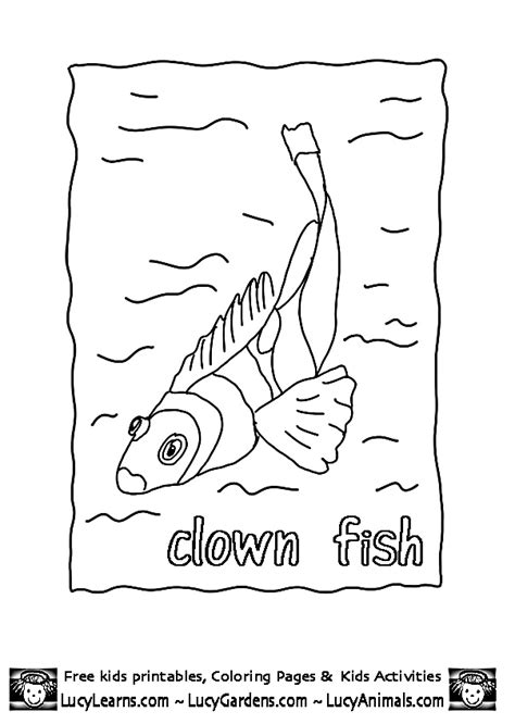 clown fish coloring pagelucy learns  fish coloring pages  clown