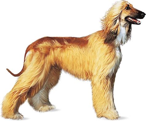 afghan hound sighthound silky coat majestic britannica