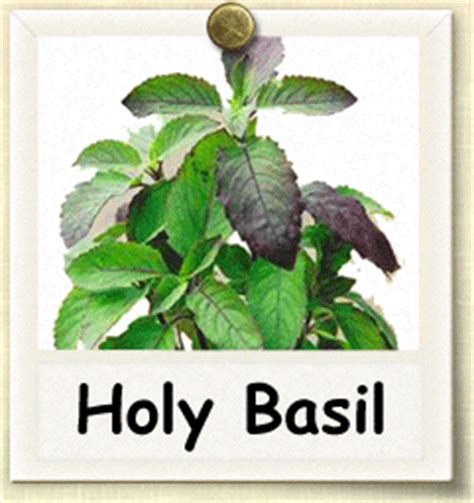 grow holy basil guide  growing holy basil