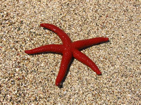 starfish  stock photo freeimages