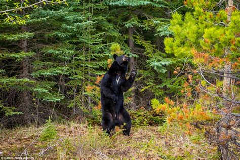 bear copies chubby checker s famous moves as they dance