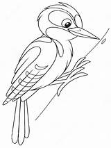 Coloring Pages Woodpecker Birds Recommended Woodpeckers Color Kids sketch template