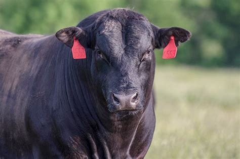 worlds crossbreeding angus  wagyu progressive