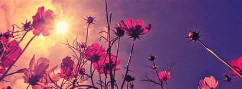 nice flower at sunrise facebook cover photo justbestcovers country facebook cover photos