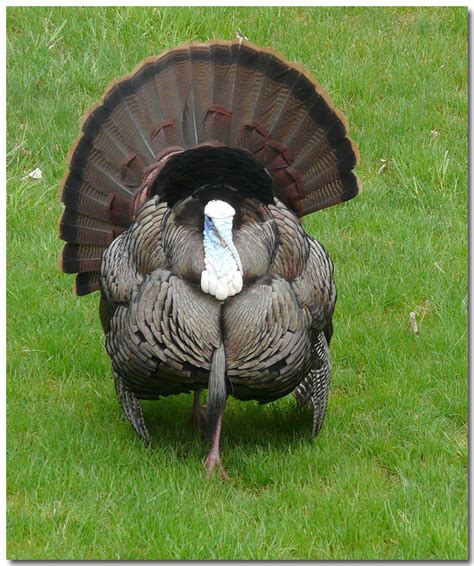 new york adopts shortened turkey hunting seasons ncpr news