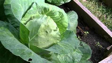 growing cabbage  seed  varieties youtube