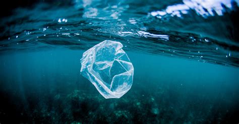 researchers reveal secret  cleaning  oceans floating plastic discovery blog discovery