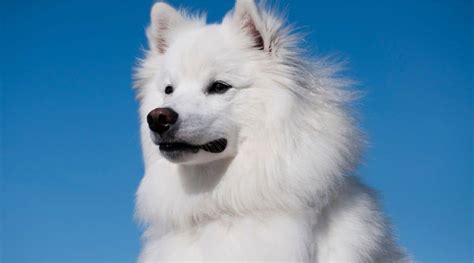 american eskimo dog breed information facts traits