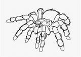 Tarantula Coloring Pages Spider Printable Spiders Kids Colour sketch template