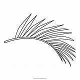 Palma Foglia Colorare Palm Palmwedel Malvorlage Palmblatt Disegni Loudlyeccentric Malvorlagan sketch template