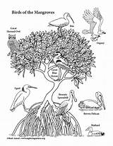 Mangrove Coloring Birds sketch template