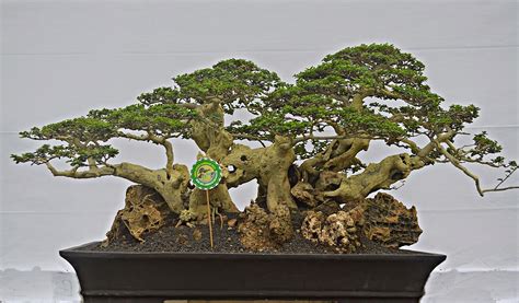 membuat daun bonsai menjadi kecil ragam tanaman