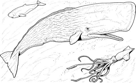 blue whale coloring pages printable coloring pages