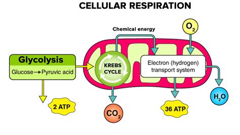 ways   atp  generated