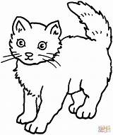 Cat Color Clipart Coloring Colouring Cats Pages Library sketch template