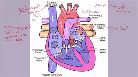 human heart parts youtube