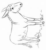Ezels Esel Ausmalbilder Malvorlagen Donkeys Animaatjes Eseln Malvorlagen1001 Tiere Zo Stemmen sketch template