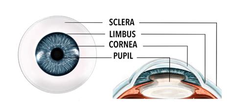 sclera  conjunctiva gene vision