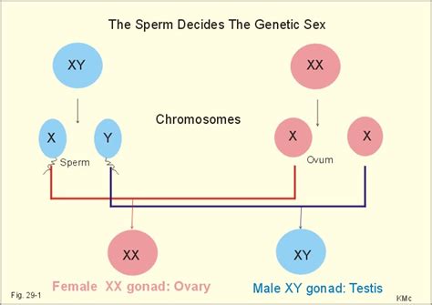 the genetic sex is independent