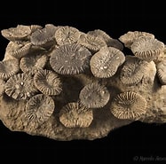 Afbeeldingsresultaten voor Trochocyathus. Grootte: 187 x 185. Bron: macronaturaleza.com