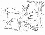 Deer Coloring Pages Animals Coloringpages1001 Animal sketch template