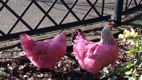 two pink chickens found on portland waterfront katu