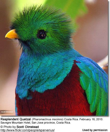 quetzals quetzal photo gallery species  overview  status