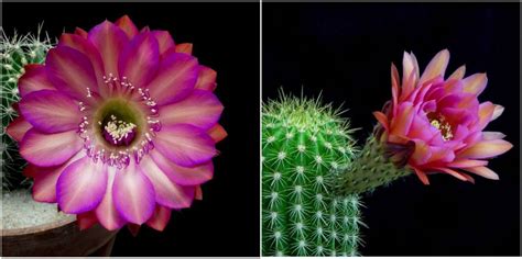 brilliant blooming cactus flowers overnight  absolutely hypnotizing