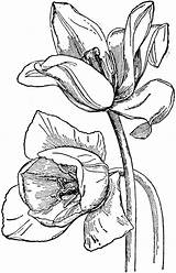 Liliaceae Designlooter Belongs sketch template