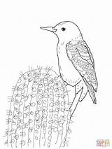 Woodpecker Gila Coloring Pages Drawing Printable Woodpeckers Flicker Northern Categories Supercoloring sketch template