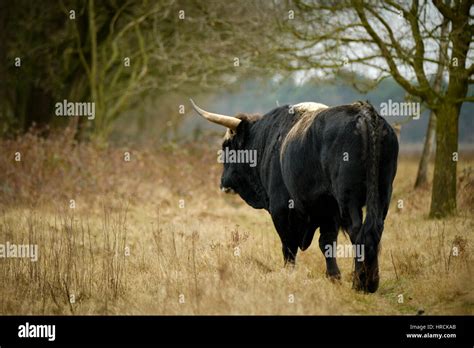 aurochs animal bos primigenius  large horns stock photo alamy