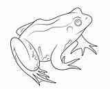 Rana Frosch Colorir Amphibien Sapo Sapos Rane Desenhos Malvorlagen Ranas Supercoloring Frösche Ausdrucken Stampare Anfibi Frogs sketch template