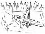 Cricket Coloring Pages Katydid Printable Bush Insects sketch template