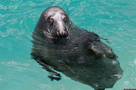 national zoo seals adorable aquatic mammals  splash   home  video huffpost