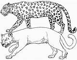 Leopard Coloring Pages Cougar Cheetah Print Puma Animals Printable Color Tigers Clipart Drawing Getcolorings Comments Coloringhome Getdrawings Library Search Sheet sketch template