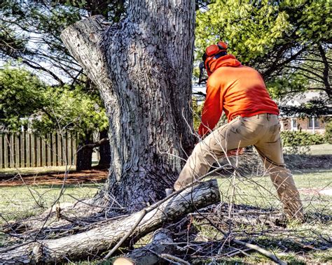 tree limb removal tts tree service serving  north country