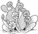 Cactus Coloring Pages Flower Blossom Drawing Saguaro Color Template Nopal Getdrawings Tocolor Easy Succulents Desert Print Christmas Choose Board Button sketch template