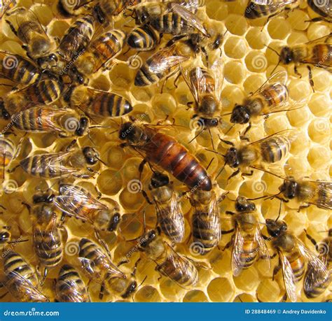 queen bee stock image image  preservation instinct