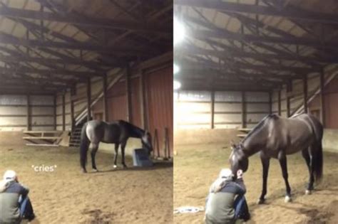 la emotiva reacción de un caballo al ver llorar a su dueña