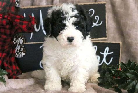 bichon mix puppies  sale keystone puppies