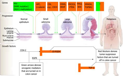 Carcinogenesis Of Colorectal Cancer From Markowitz Et Al [145] Used