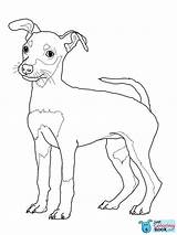 Coloring Pages Dog Pinscher Puppy Miniature Doberman Rottweiler Weimaraner Printable Schnauzer Drawing Sheets Jack Colouring Print Mini Color Weiner Cute sketch template