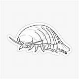 Isopod sketch template
