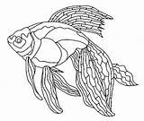 Poissons Pesci Colorat Fisch Peste Pesce Poisson Colorir Pesti Fisa Gifgratis Pez Preleva Desene Codes Prend sketch template