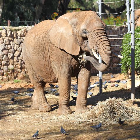 animal lawyers sue bronx zoo  liberate elephant humanewatch
