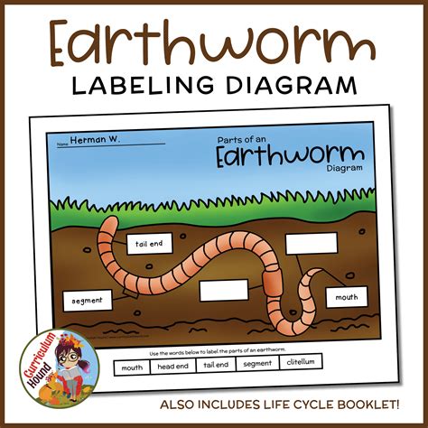 students cut  paste  write words  boxes  label  earthworm diagram educators choose