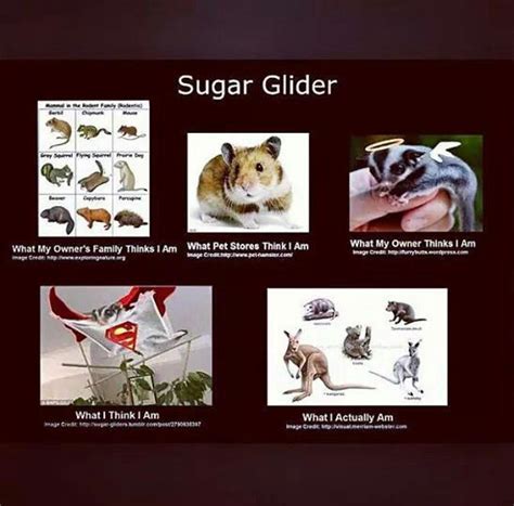 sugar glider love  pinterest  pins