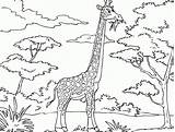 Coloring Pages Savanna Giraffe Printable Popular sketch template