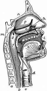 Mouth Pharynx Clipart Nose Respiratory System Etc Clip Kids Original Library Usf Edu Medium Large sketch template